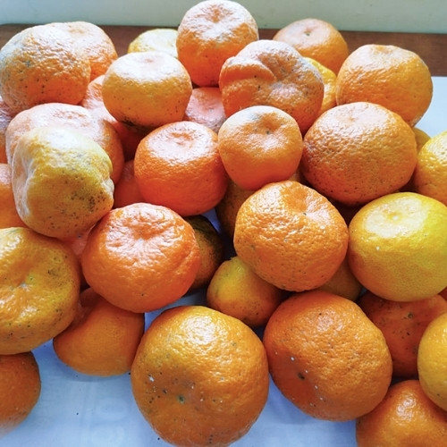 full-1765186812.jpg Orange - Image 1